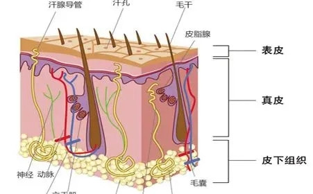 关于酒糟鼻你是不是有什么误解?